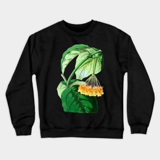 Hoya lasiantha - botanical illustration Crewneck Sweatshirt